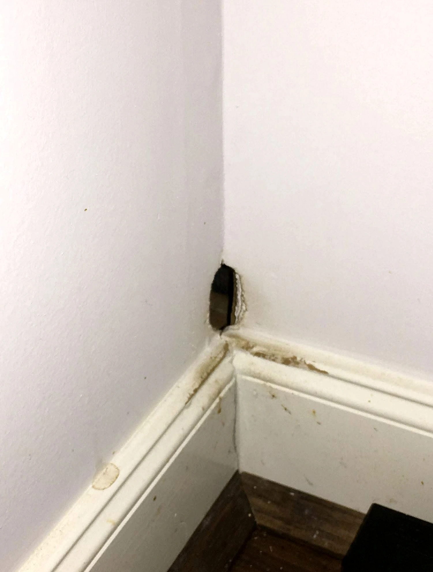 Routine Maintenance — Belfair Pest Control