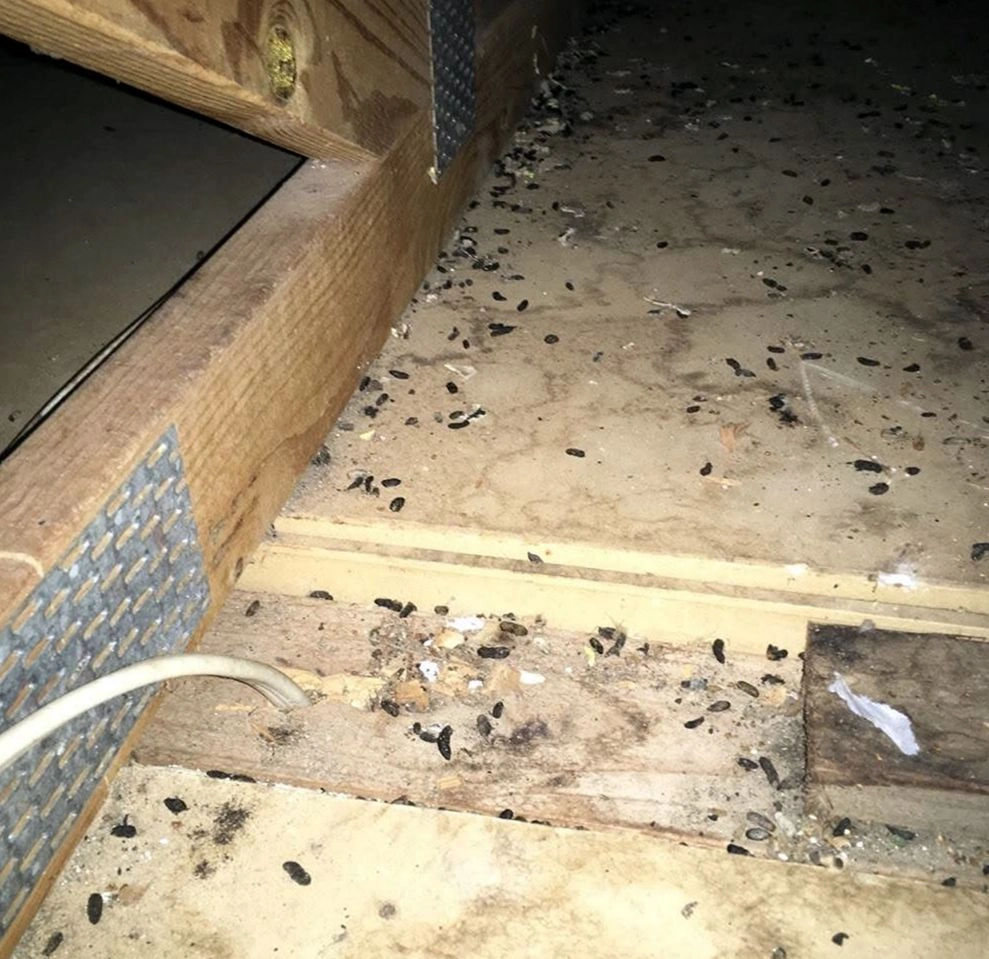 Emergency Repair — Belfair Pest Control